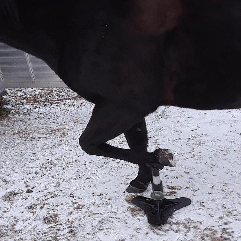 hoof-stand-3