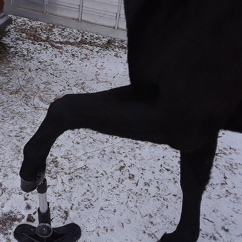 hoof-stand-4