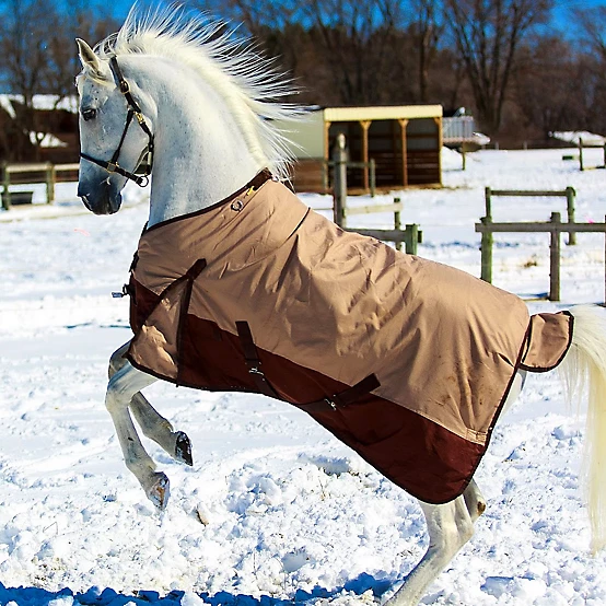 Horse Blanket